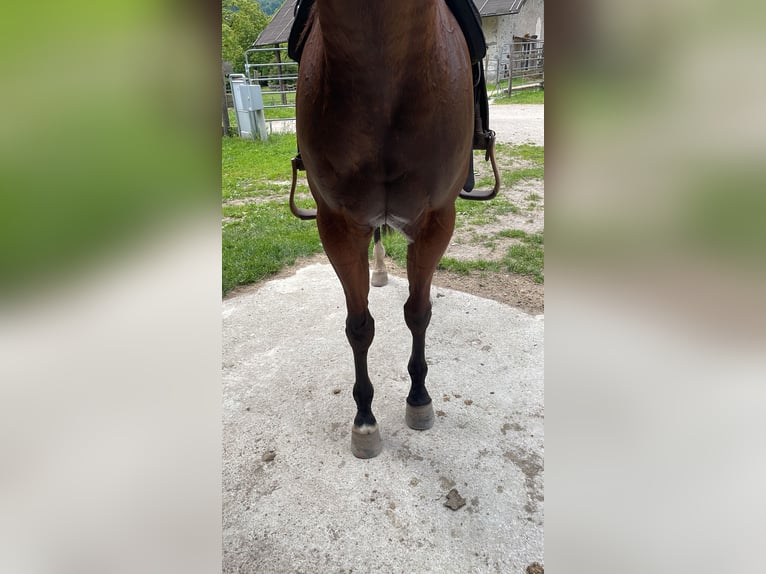 Paint Horse Wallach 3 Jahre 155 cm Brauner in Giustino
