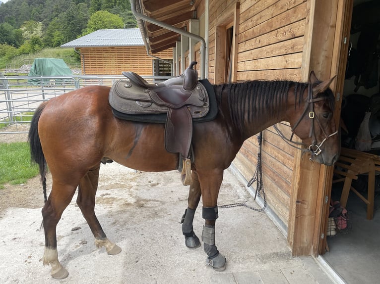 Paint Horse Wallach 3 Jahre 155 cm Brauner in Giustino