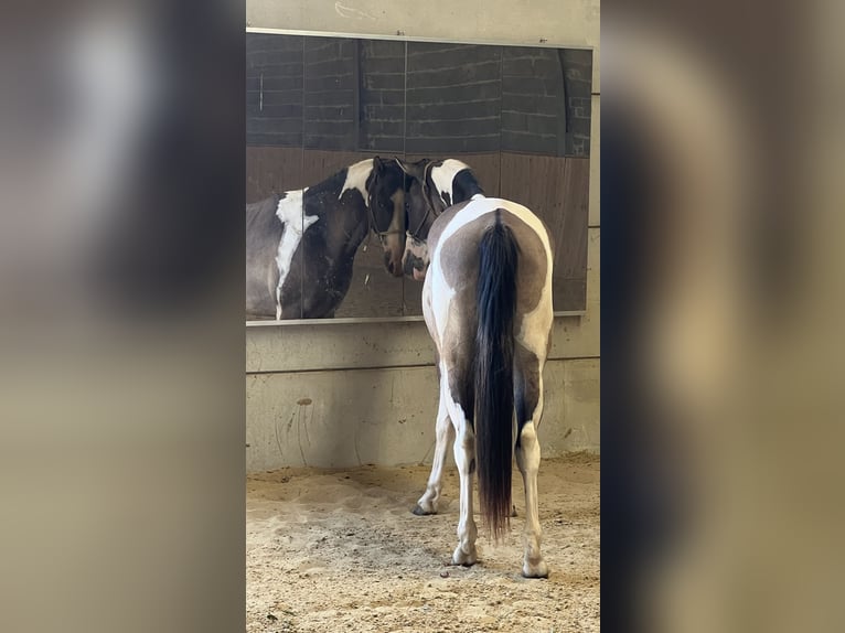Paint Horse Wallach 3 Jahre 155 cm Grullo in Auw bei Pr&#xFC;m
