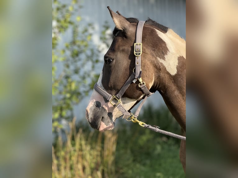Paint Horse Wallach 3 Jahre 155 cm Grullo in Auw bei Pr&#xFC;m