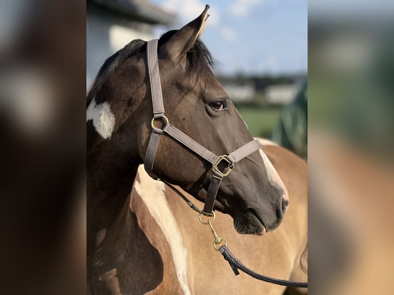 Paint Horse Wallach 3 Jahre 155 cm Grullo in Auw bei Pr&#xFC;m