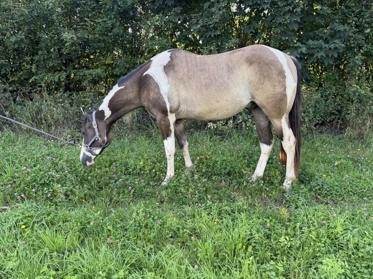 Paint Horse Wallach 3 Jahre 155 cm Grullo in Auw bei Pr&#xFC;m