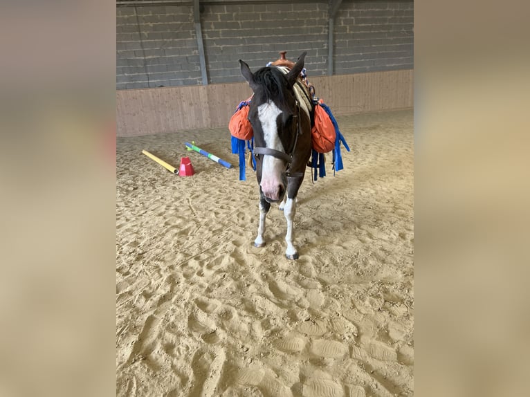 Paint Horse Wallach 3 Jahre 155 cm Grullo in Auw bei Pr&#xFC;m