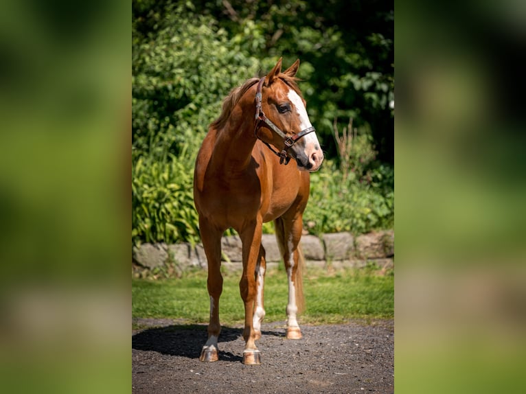 Paint Horse Wallach 3 Jahre 155 cm Overo-alle-Farben in Zakupy