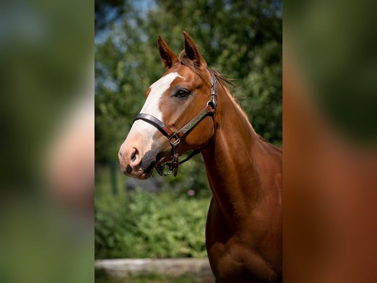 Paint Horse Wallach 3 Jahre 155 cm Overo-alle-Farben in Zakupy