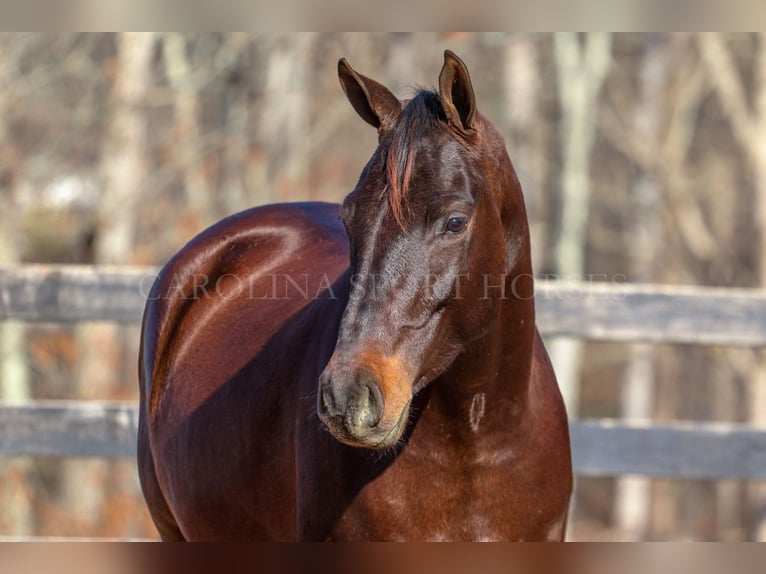 Paint Horse Wallach 3 Jahre 155 cm Rotbrauner in Clover, SC