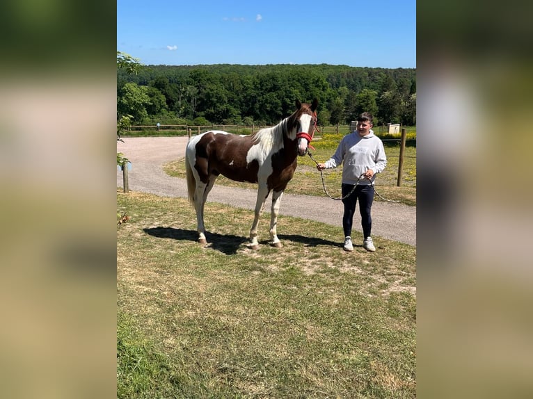 Paint Horse Wallach 3 Jahre 155 cm Tobiano-alle-Farben in Sylvains Les Moulins