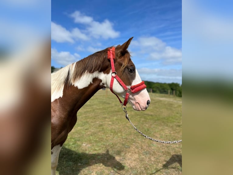 Paint Horse Wallach 3 Jahre 155 cm Tobiano-alle-Farben in Sylvains Les Moulins