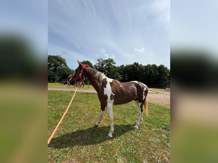Paint Horse Wallach 3 Jahre 155 cm Tobiano-alle-Farben in Sylvains Les Moulins