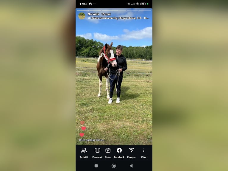 Paint Horse Wallach 3 Jahre 155 cm Tobiano-alle-Farben in Sylvains Les Moulins