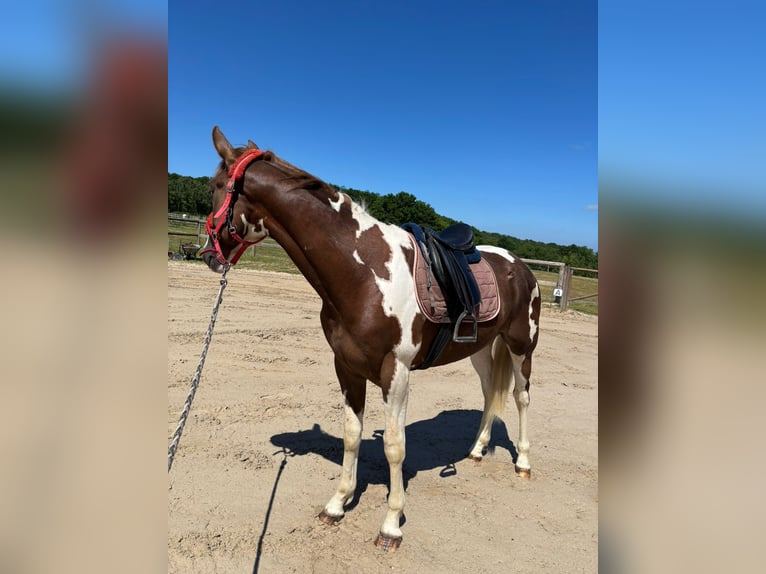 Paint Horse Wallach 3 Jahre 155 cm Tobiano-alle-Farben in Sylvains Les Moulins
