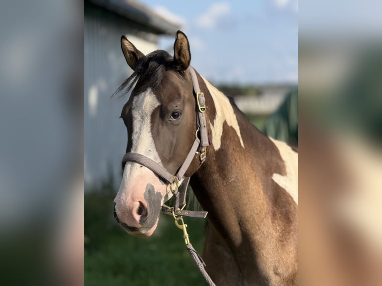Paint Horse Wallach 3 Jahre 155 cm in Auw bei Pr&#xFC;m