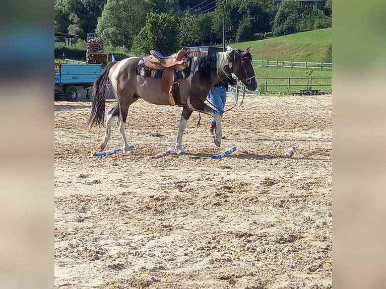 Paint Horse Wallach 3 Jahre 155 cm in Auw bei Pr&#xFC;m
