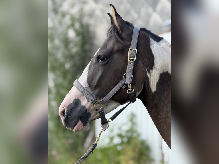 Paint Horse Wallach 3 Jahre 155 cm in Auw bei Pr&#xFC;m