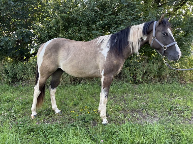 Paint Horse Wallach 3 Jahre 155 cm in Auw bei Pr&#xFC;m