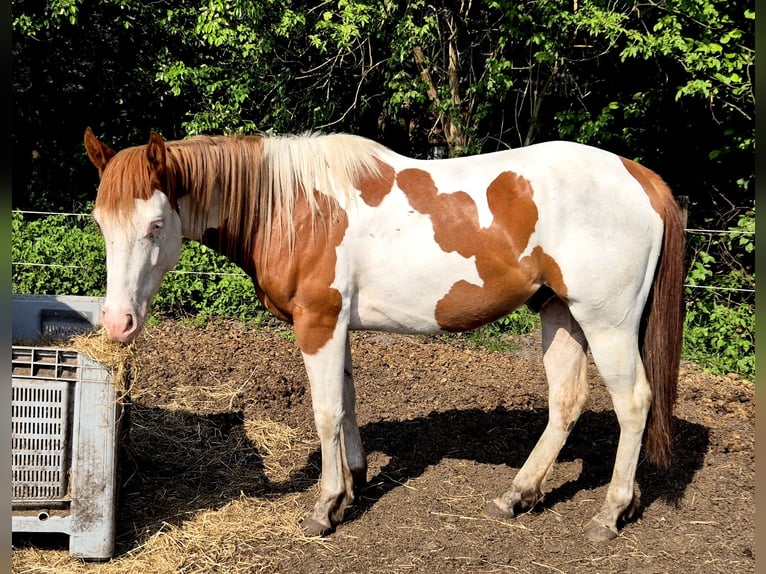 Paint Horse Wallach 3 Jahre 159 cm Tobiano-alle-Farben in Boxtel