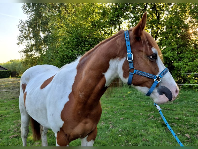 Paint Horse Wallach 3 Jahre 159 cm Tobiano-alle-Farben in Boxtel