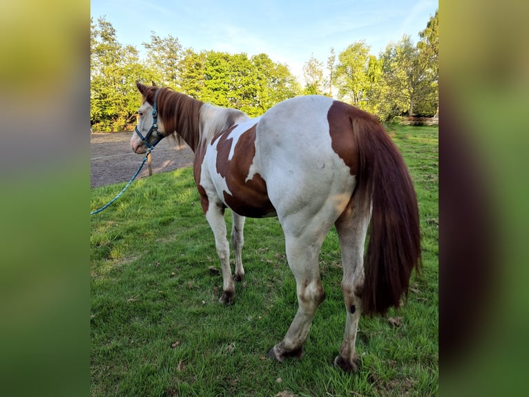 Paint Horse Wallach 3 Jahre 159 cm Tobiano-alle-Farben in Boxtel
