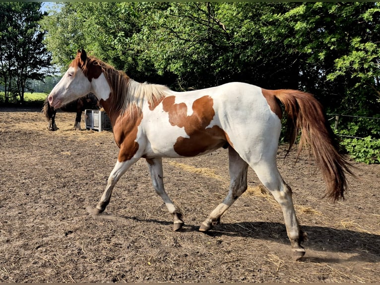 Paint Horse Wallach 3 Jahre 159 cm Tobiano-alle-Farben in Boxtel