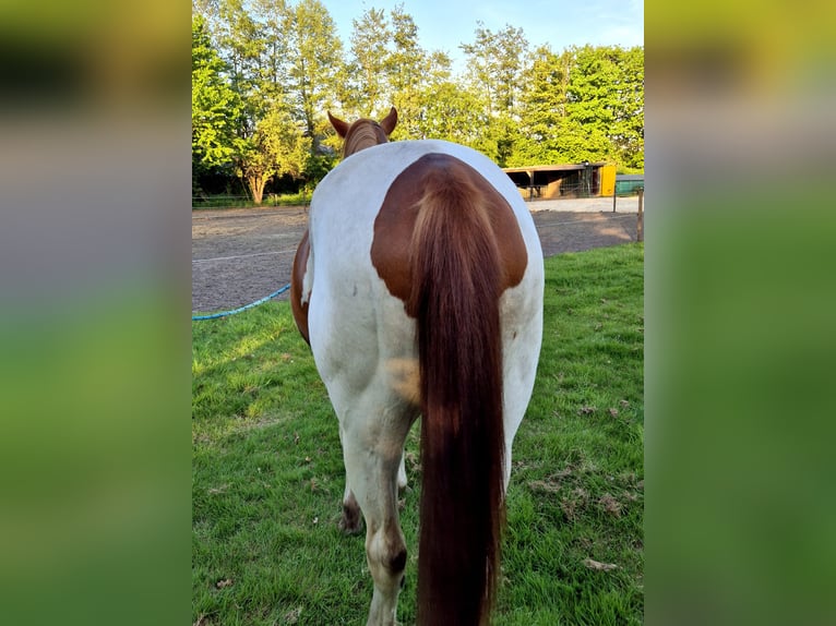 Paint Horse Wallach 3 Jahre 159 cm Tobiano-alle-Farben in Boxtel