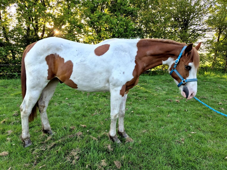 Paint Horse Wallach 3 Jahre 159 cm Tobiano-alle-Farben in Boxtel