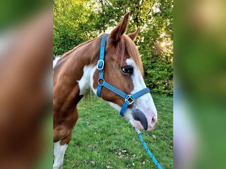 Paint Horse Wallach 3 Jahre 159 cm Tobiano-alle-Farben in Boxtel