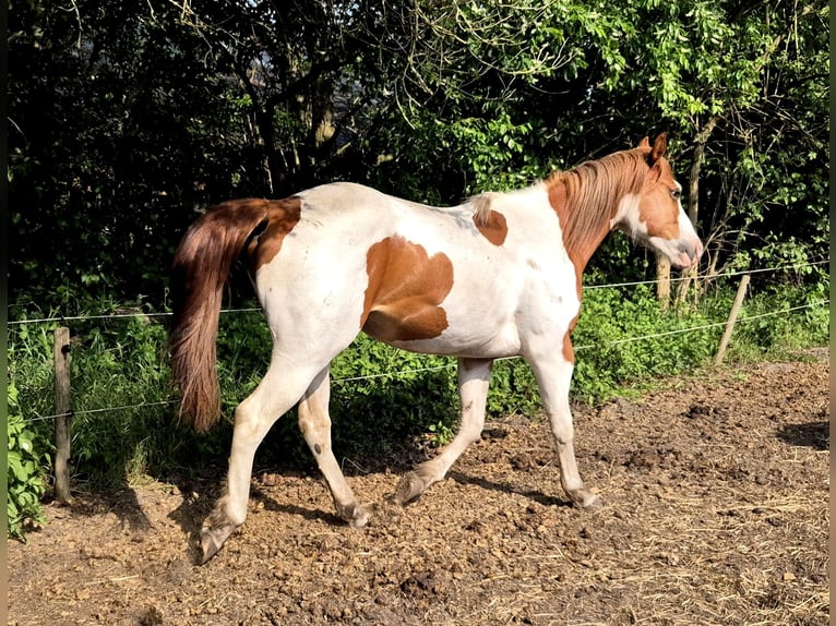 Paint Horse Wallach 3 Jahre 159 cm Tobiano-alle-Farben in Boxtel