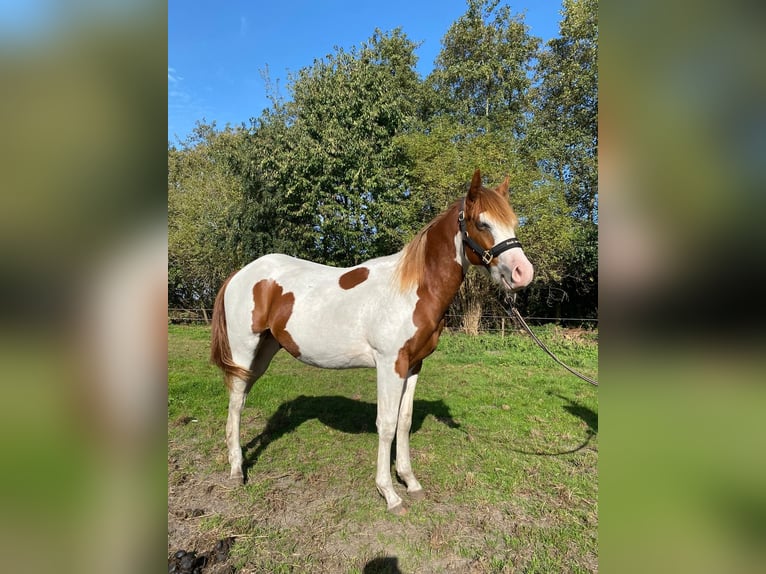 Paint Horse Wallach 3 Jahre 159 cm Tobiano-alle-Farben in Boxtel