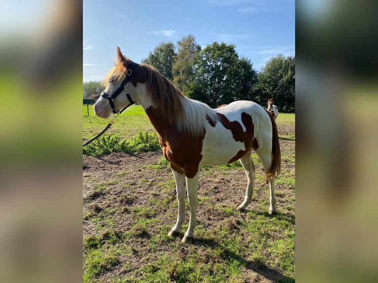 Paint Horse Wallach 3 Jahre 159 cm Tobiano-alle-Farben in Boxtel