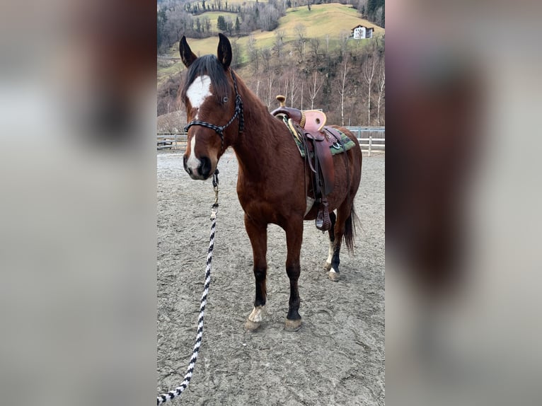 Paint Horse Wallach 3 Jahre in Sankt Leonhard in Passeier