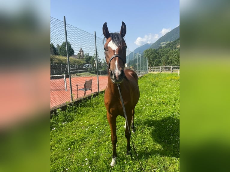 Paint Horse Wallach 3 Jahre in Sankt Leonhard in Passeier