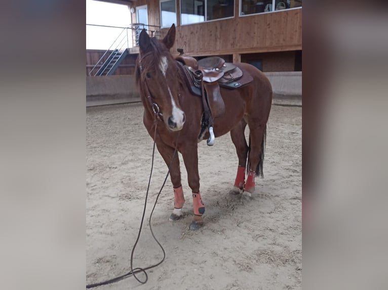 Paint Horse Wallach 3 Jahre Fuchs in Hochdorf