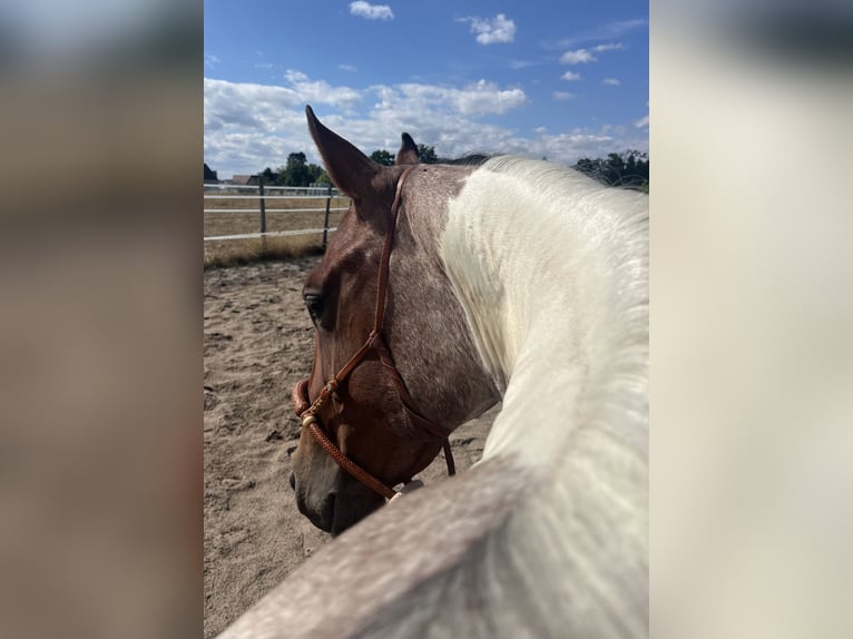 Paint Horse Wallach 3 Jahre Tobiano-alle-Farben in Limburgerhof
