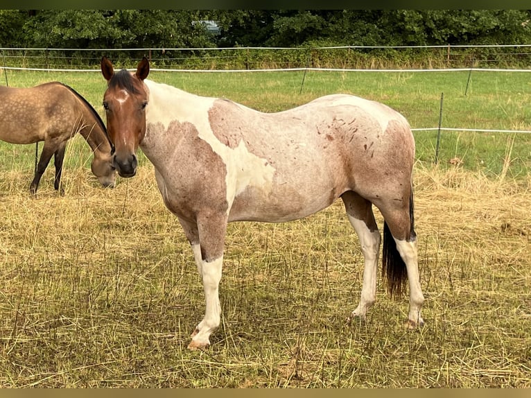 Paint Horse Wallach 3 Jahre Tobiano-alle-Farben in Limburgerhof