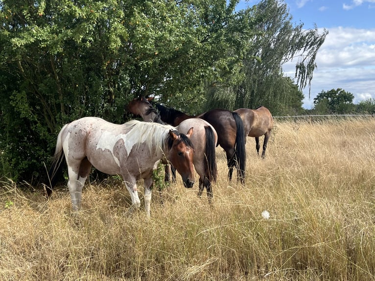 Paint Horse Wallach 3 Jahre Tobiano-alle-Farben in Limburgerhof