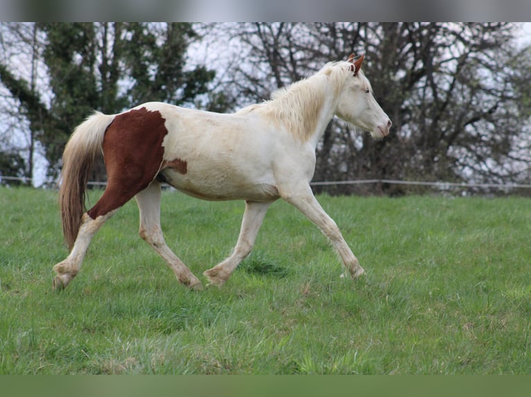 Paint Horse Mix Wallach 3 Jahre Tovero-alle-Farben in GLOBOKO