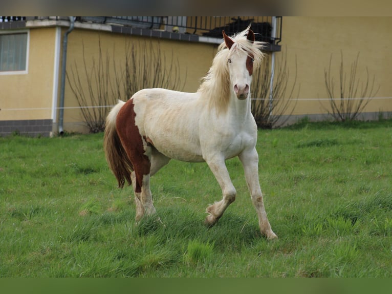 Paint Horse Mix Wallach 3 Jahre Tovero-alle-Farben in GLOBOKO