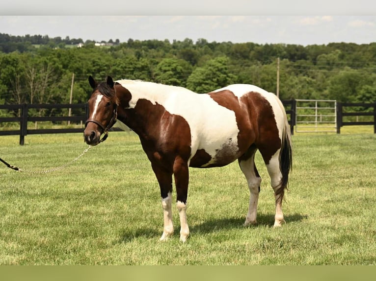 Paint Horse Wallach 4 Jahre 142 cm Tobiano-alle-Farben in Fresno OH