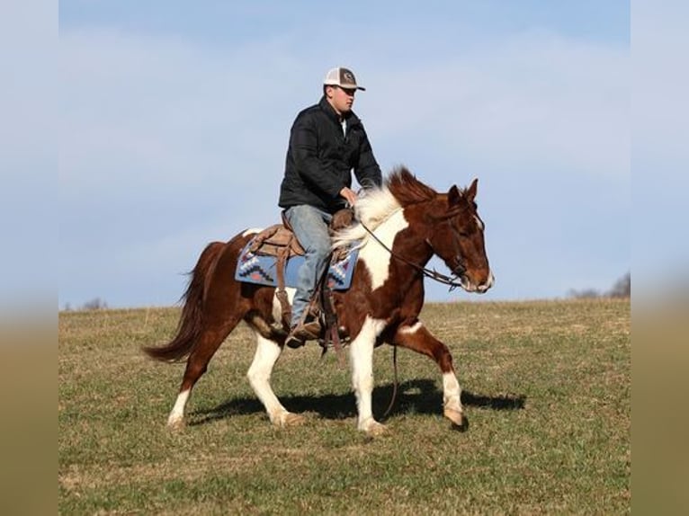 Paint Horse Wallach 4 Jahre 145 cm Dunkelfuchs in Somerset
