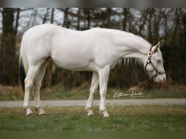 Paint Horse Wallach 4 Jahre 145 cm in Moosthenning