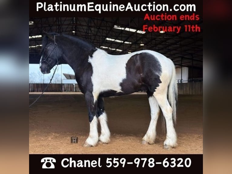 Paint Horse Wallach 4 Jahre 145 cm Tobiano-alle-Farben in Jacksboro TX