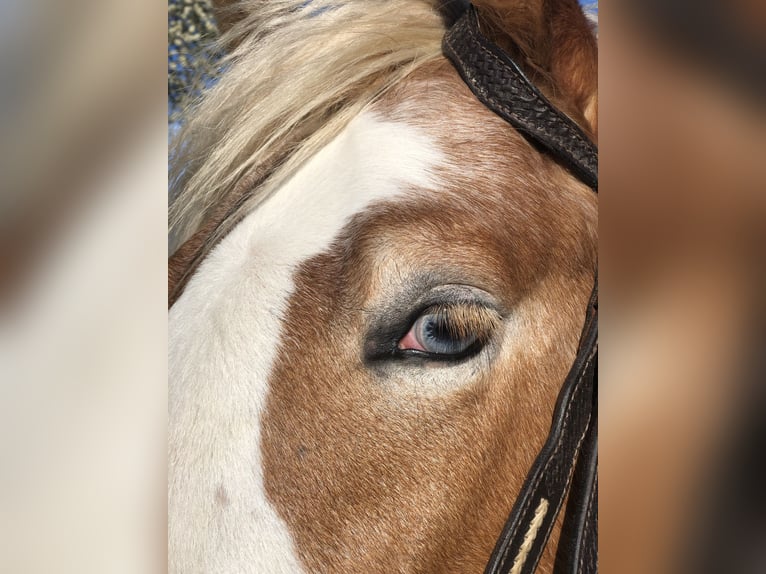 Paint Horse Wallach 4 Jahre 147 cm Cremello in Mainbernheim