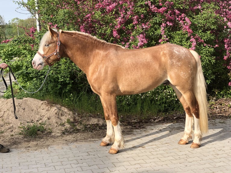 Paint Horse Wallach 4 Jahre 147 cm Cremello in Mainbernheim