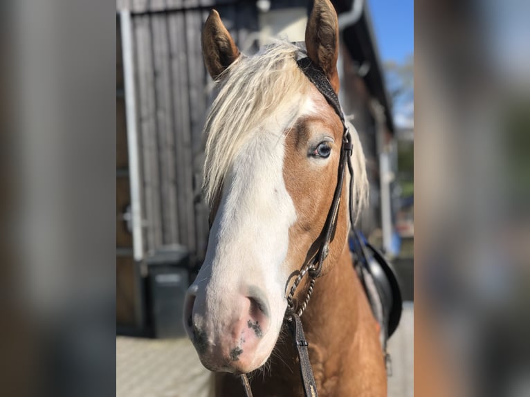 Paint Horse Wallach 4 Jahre 147 cm Cremello in Mainbernheim