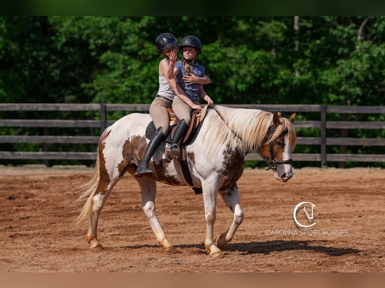 Paint Horse Mix Wallach 4 Jahre 147 cm in Clover, SC