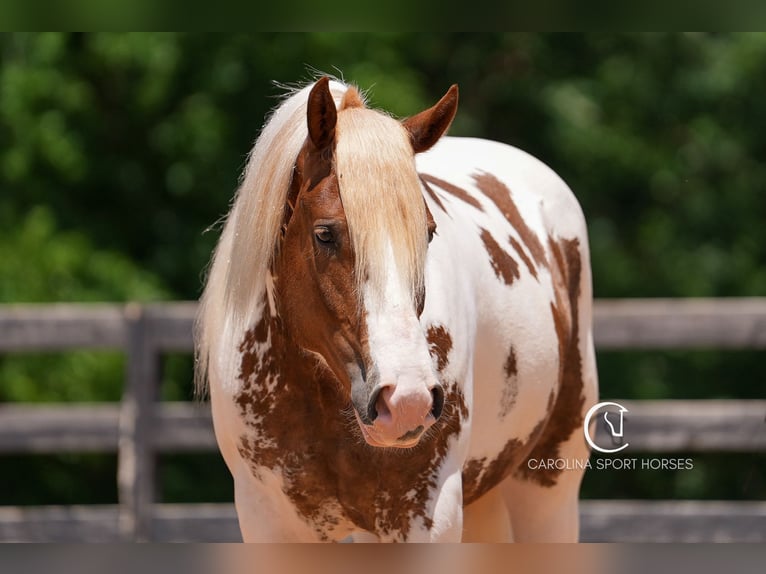 Paint Horse Mix Wallach 4 Jahre 147 cm in Clover, SC