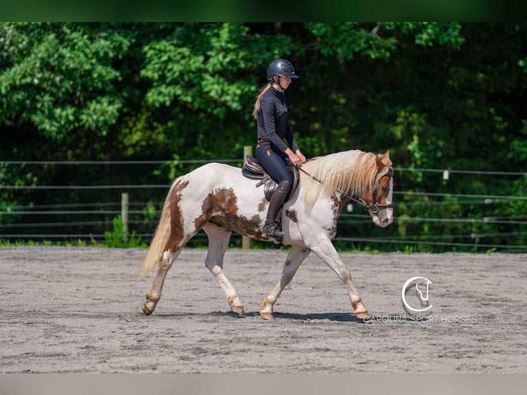 Paint Horse Mix Wallach 4 Jahre 147 cm in Clover, SC