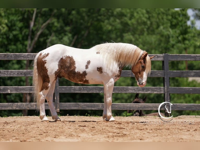 Paint Horse Mix Wallach 4 Jahre 147 cm in Clover, SC