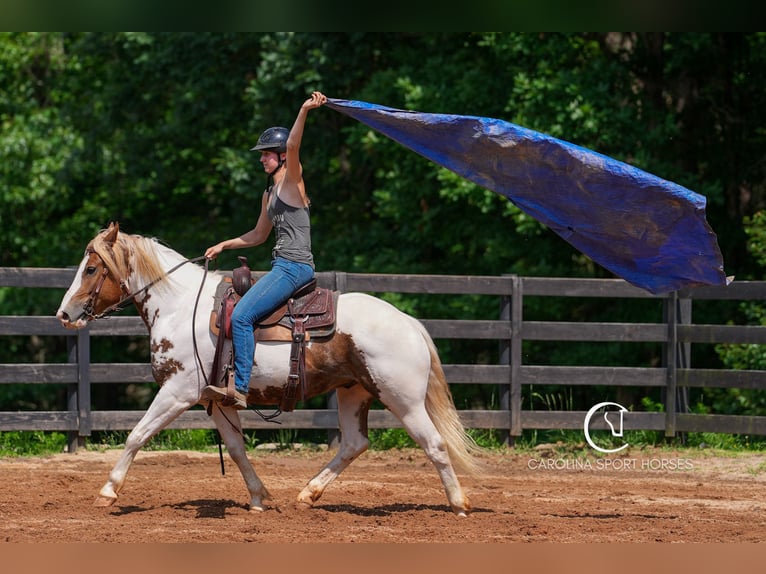 Paint Horse Mix Wallach 4 Jahre 147 cm in Clover, SC