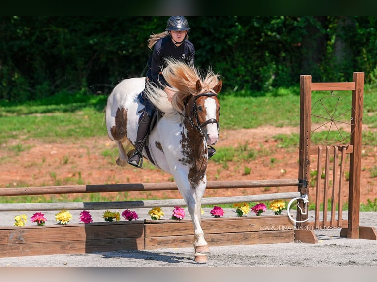 Paint Horse Mix Wallach 4 Jahre 147 cm in Clover, SC